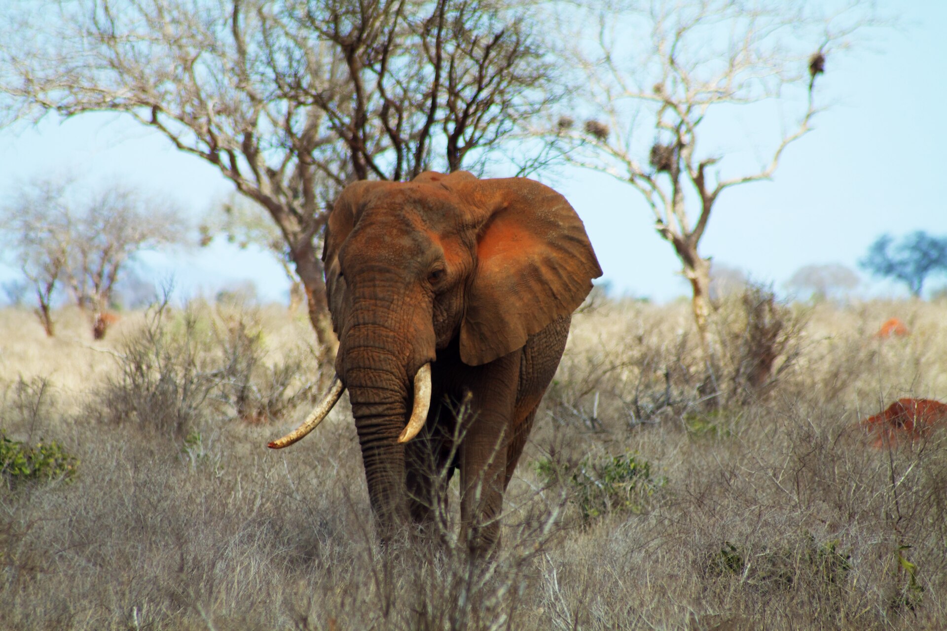 Tsavo